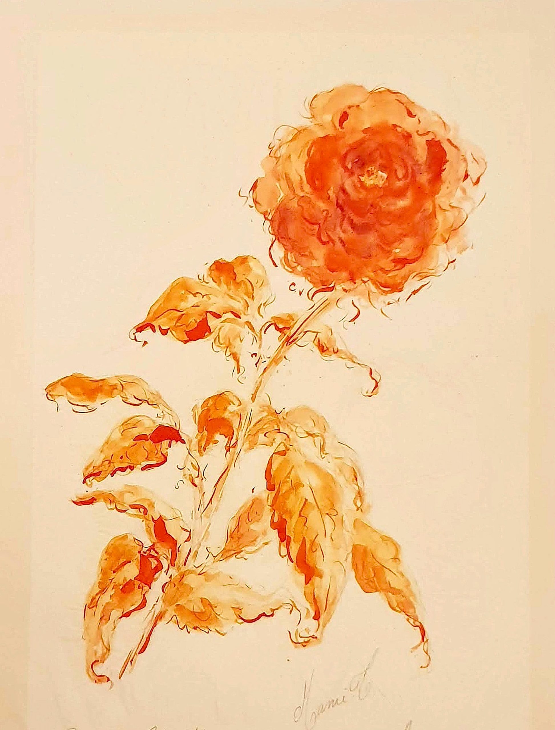 MAMI /  images. et Poésie, Roses Collection
